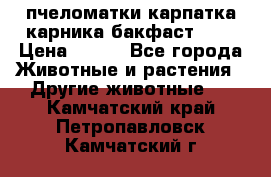 пчеломатки карпатка карника бакфаст F-1 › Цена ­ 800 - Все города Животные и растения » Другие животные   . Камчатский край,Петропавловск-Камчатский г.